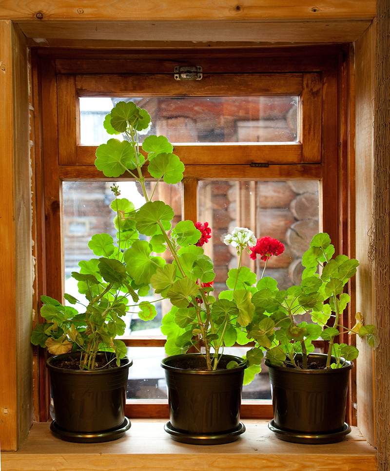 flowers  / After flowers