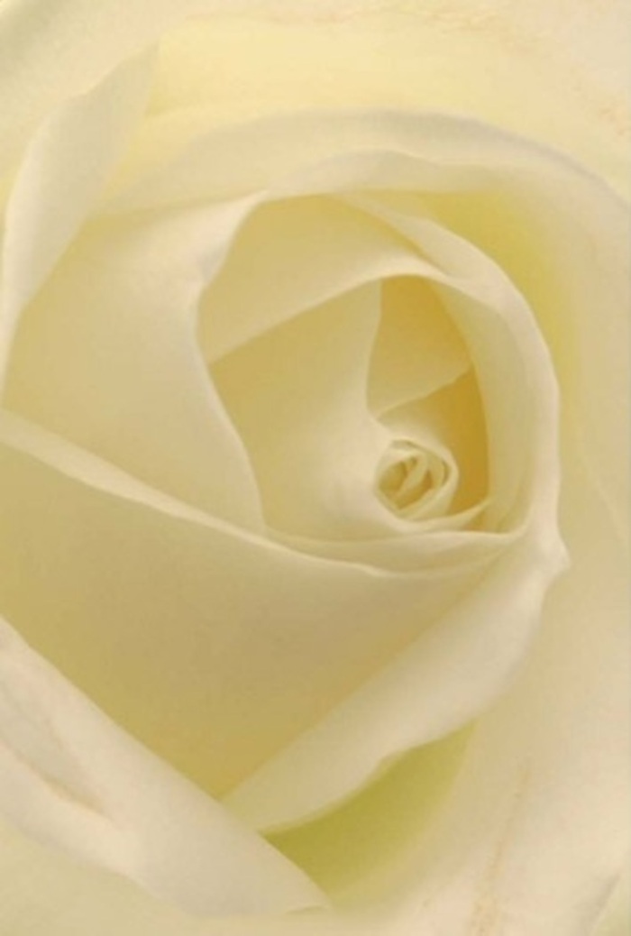 Observed up close, this classic white rose-meticulously selected by Finsbury's attentive florists-invites you to lose yourself in its tranquil blend of softness and refined layering. Its petals merge tones of ivory and cream that flow seamlessly, absorbing the gentle light as if the rose itself gleamed in a sun-dappled garden by Spa Fields. The bloom's spiraled heart radiates a sense of pure serenity and resilience, making it a fitting tribute for all of life's heartfelt gestures: an elegant centrepiece at a wedding in St. James's Church, a token of apology, or a romantic gift exchanged near Farringdon. The outermost petals, nearly transparent, are arranged with such care that every subtle shade and shadow elevates the rose's natural beauty. The sensation is one of understated fragrance-fresh, serene, and evocative of Finsbury's harmonious balance of tradition and renewal. Crafted with devotion and artistry, each detail speaks silently of the community's warmth and Flowers Finsbury's commitment to excellence, ensuring every bouquet resonates with meaning.